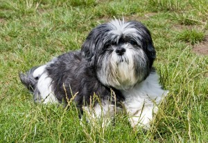 Shih Tzu lying down on the green field