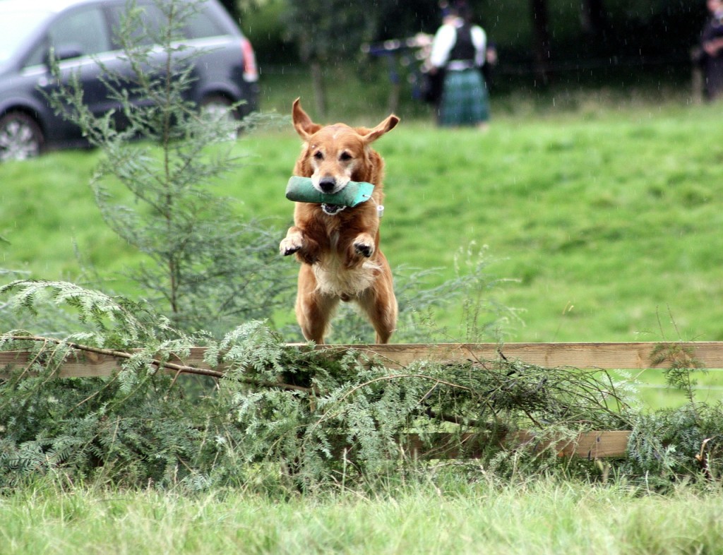 dog-tricks-complete-list-from-the-easy-to-intermediate