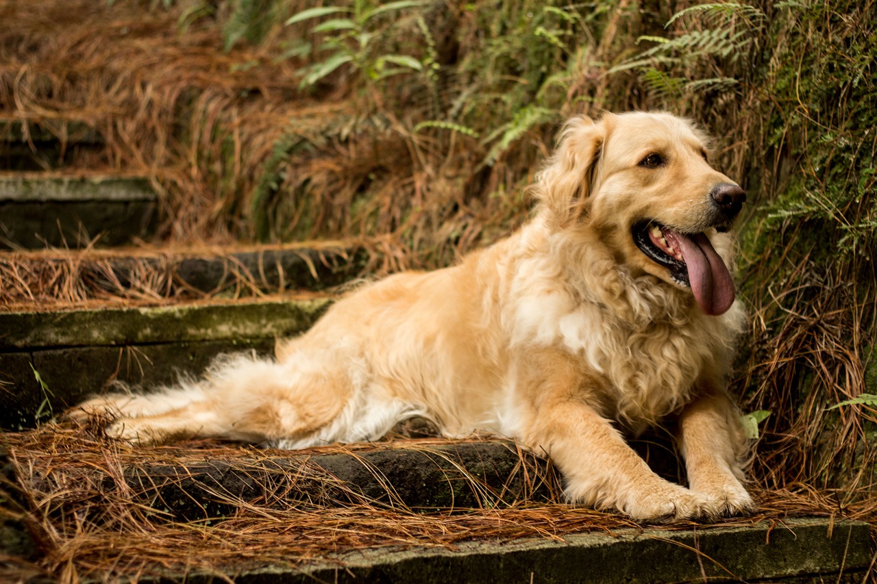 Golden Retriever is necessary to keep them obedient and mild