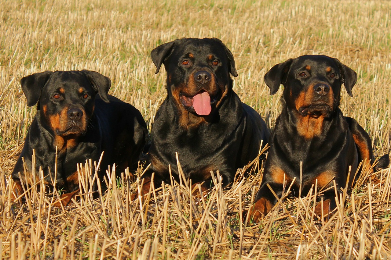 Rottweilers are easy to train and obedient