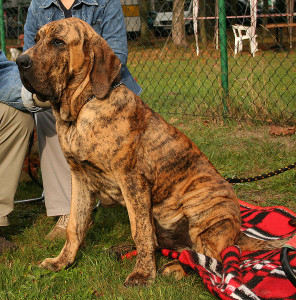 fila brasileiro is a good guard dog if trained well.