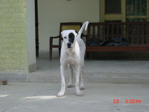 Bully Kutta is a dangerous dog