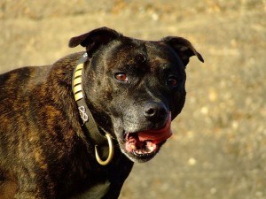 Staffordshire bull terrier are a fierce breed of dog and is known to launch unexpected attacks