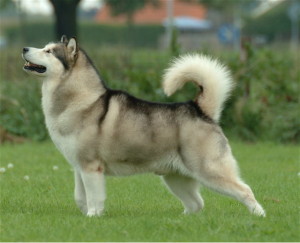 Alaskan Malamute is known to be a huge sized dog with a powerful bite