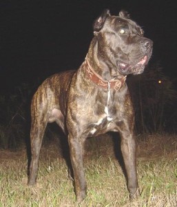 Bandog is trained to be an excellent guard dog