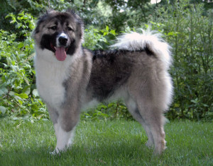 caucasian ovcharka is a fierce and explosive dog.