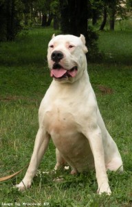 Dogo Argentino is a good guard dog but also very dangerious