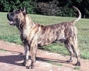 Perro de Presa Canario used for hunting and guard dogs