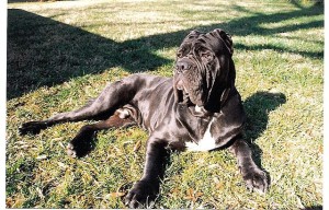 Neapolitan Mastiff is big, strong and aggressive when provoked