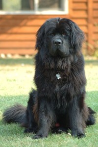 Newfoundland dog must be careful with the training and handling of the dog