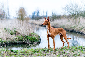 Pharaoh hound is used in hunting expeditions and they can develop very fierce instincts