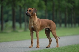 Rhodesian ridgebacks are loyal and serve as excellent guard dogs