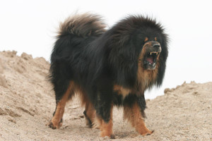 Tibetian mastiff a big and fierce dog