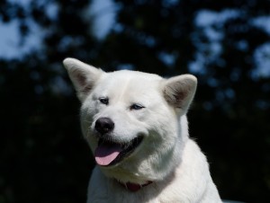 Akita must be trained at a young age to prevent aggression