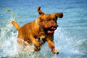 Dogue De Bordeaux can be aggressive and protective of their owners