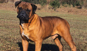 Bull Mastiff can attack and inflict serious injury