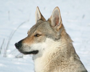 wolf dogs are unpredictable and can flick the aggression switch all of a sudden