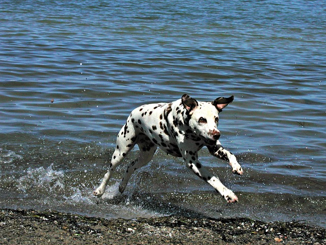 dalmatian are generally sociable but do not be deceived