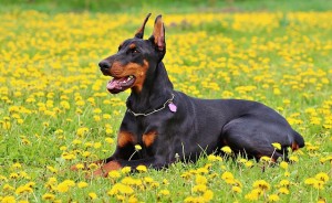 The Doberman needs to be trained not to attack unnecessarily