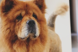 Chow chow should be trained on how to behave