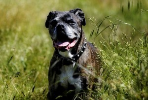 Boxers have history of vicious attacks on humans