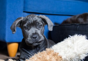 Cane Corso can be aggressive if provoked