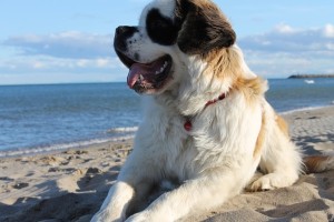 Generally, saint bernards have good temperament.