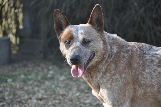 Australian Cattle dogs are tough, loyal and obedient