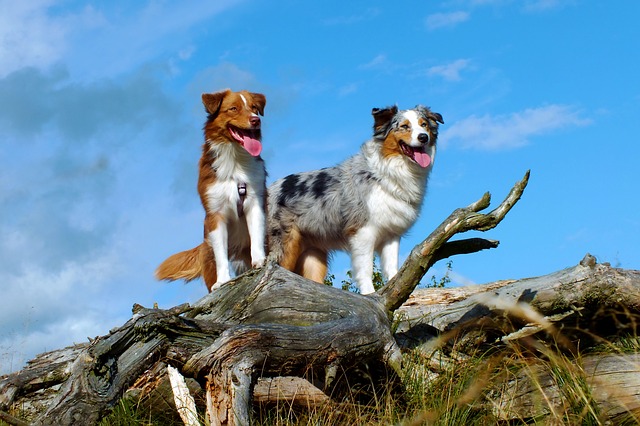 Australian shepherd dogs are highly intelligent herding dogs