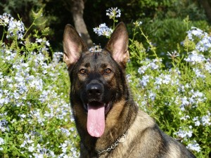 German shepherd resting