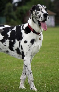 Great Danes need to be trained