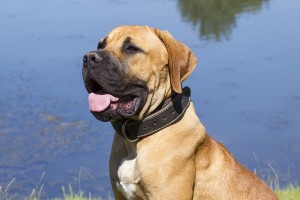 Boerboel is a task oriented dog. With proper training he can be a useful dog