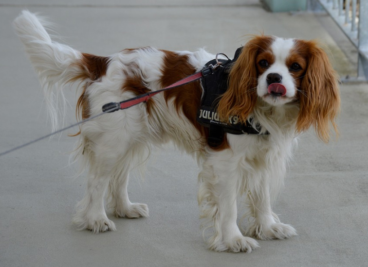 small cavalier king charles spaniel