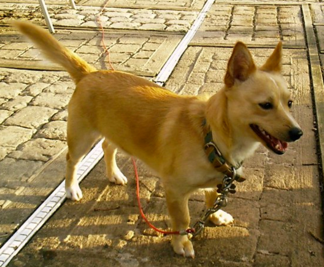 portuguese podengo pequeno short hair