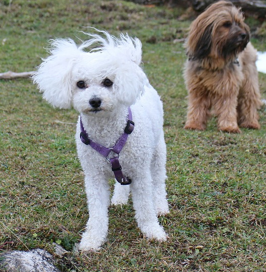 small white curly dog