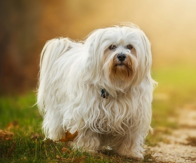 little white dog breeds