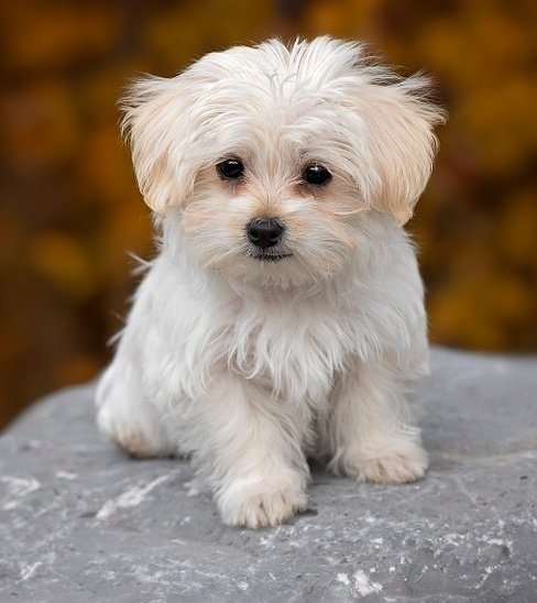 best small puppy breeds