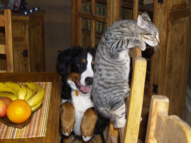 Bernese mountain dog friends