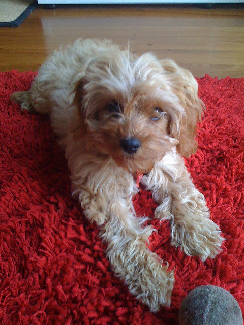 cavoodle cavapoo temperament breed dog