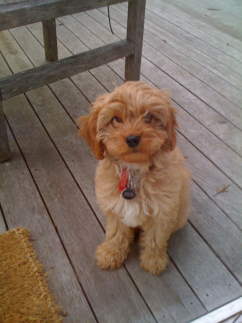 short haired cavoodle