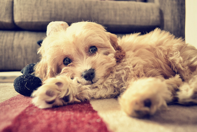 Ruth Henderson Charlie the Adorable Cavapoo : Flickr