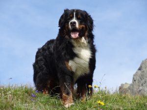 bernese-mountain-dog