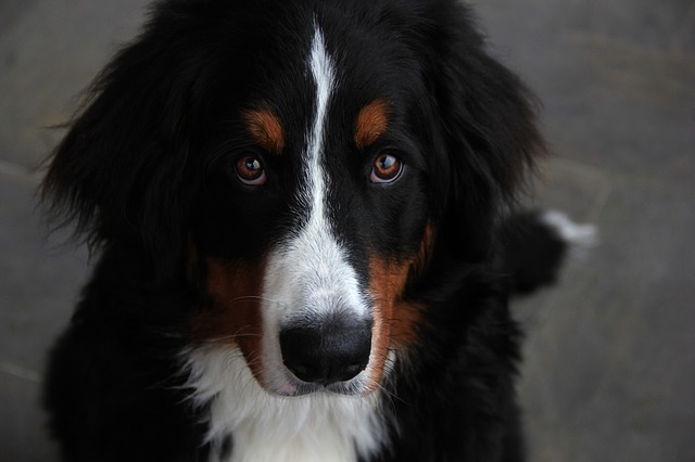 bernese mountain dog 5