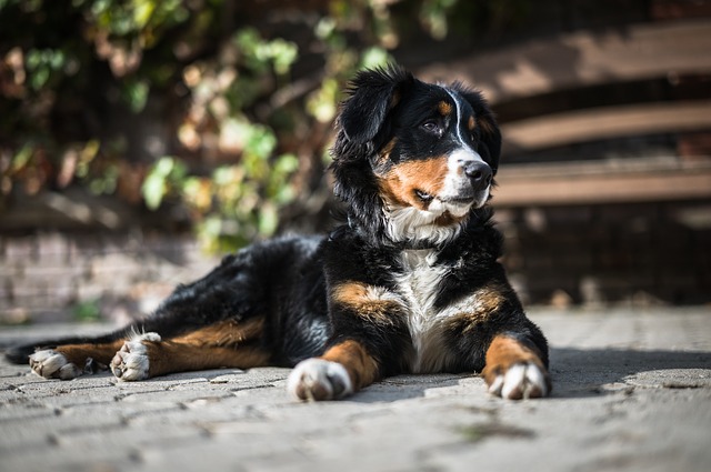 bernese mountain dog 6