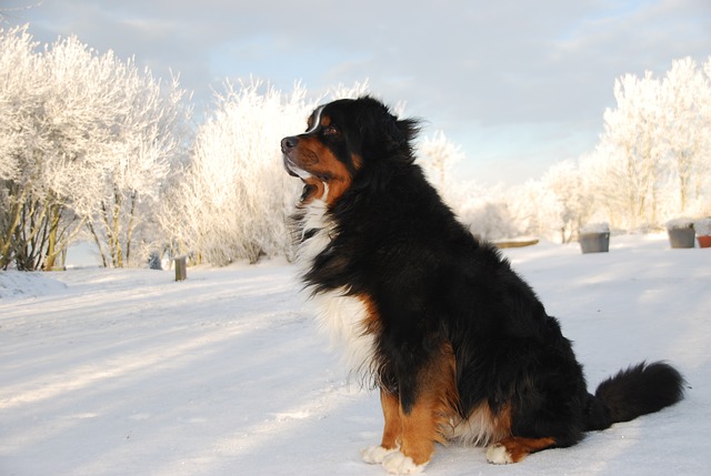 bernese mountain dog 7