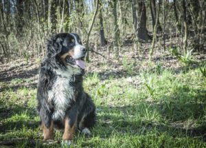 bernese-mountain-dog-alert