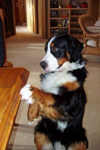 bernese-mountain-dog-ask for food