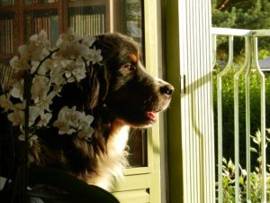 bernese mountain dog at the gate