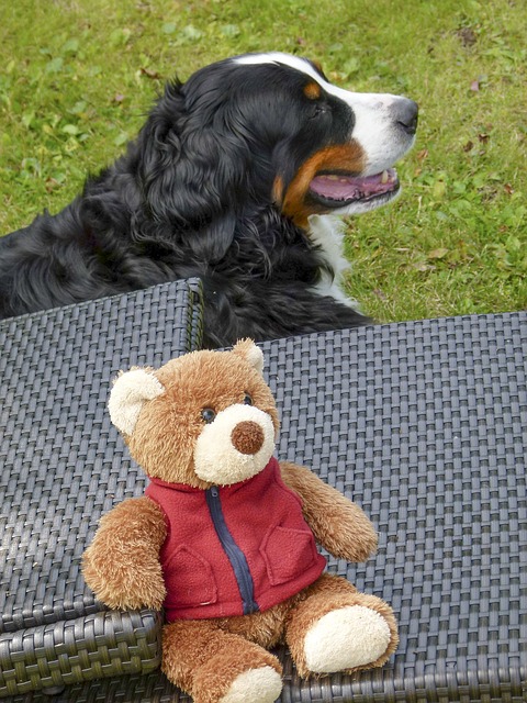 bernese mountain dog bear