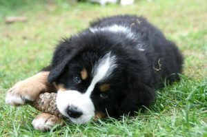 bernese-mountain-dog-chew toy